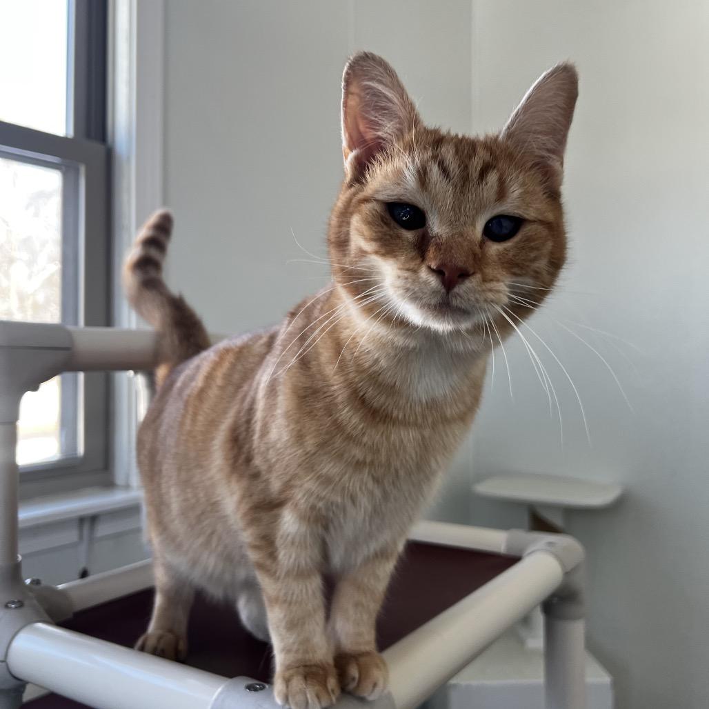 Enlarge Mason, a Adoptable Domestic Short Hair in Harrisville, WV image 1/3