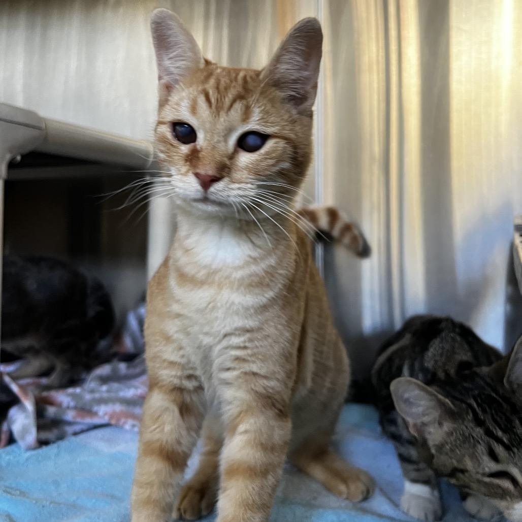 Enlarge Mason, a Adoptable Domestic Short Hair in Harrisville, WV image 2/3