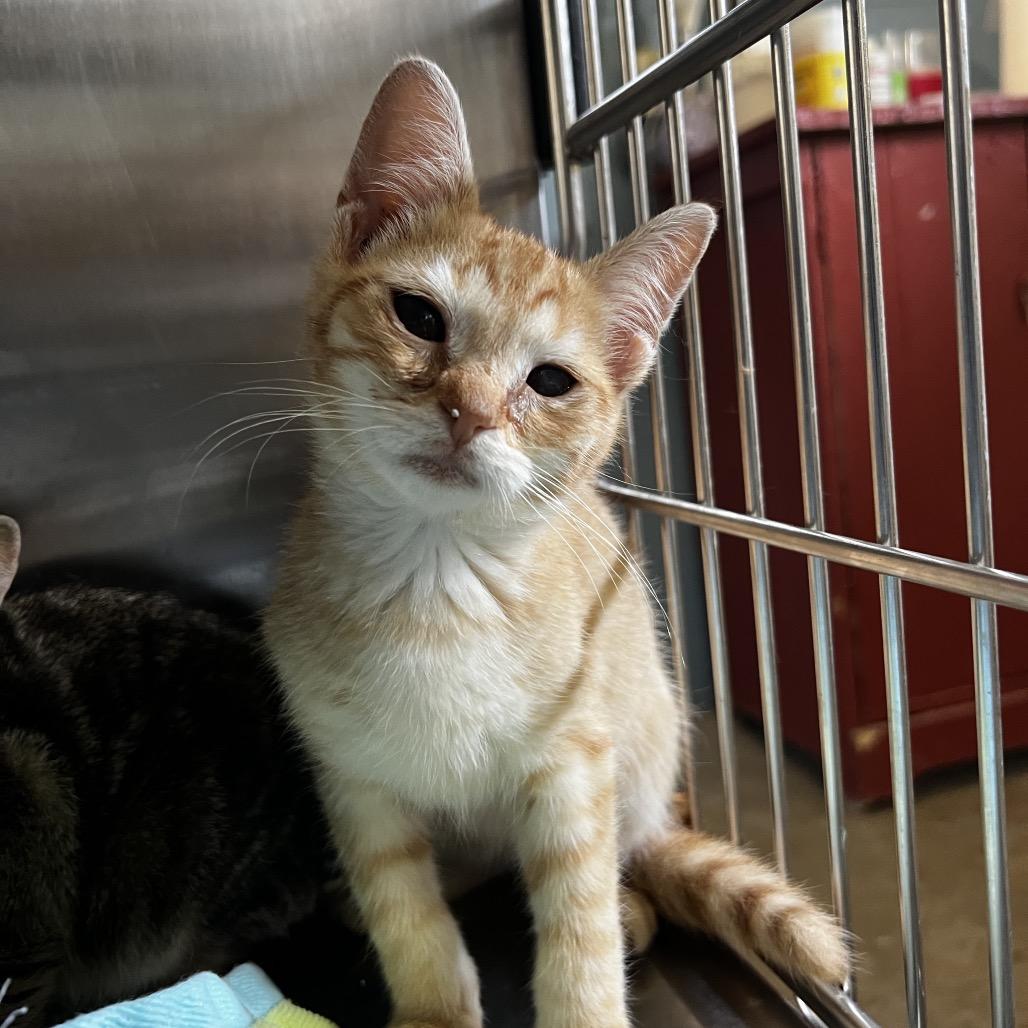 Enlarge Mason, a Adoptable Domestic Short Hair in Harrisville, WV image 3/3