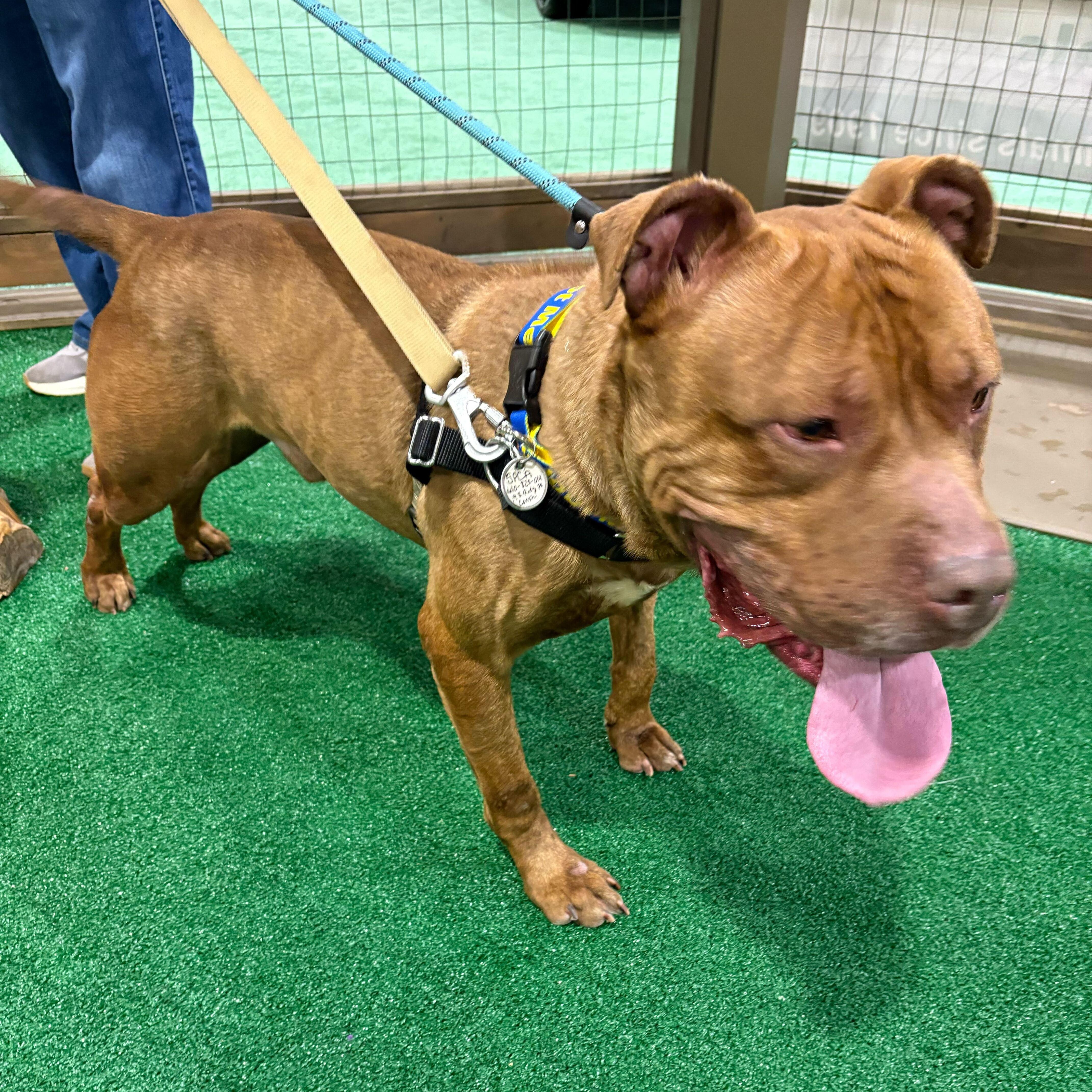 Enlarge Tommy, a ADOPTABLE American Staffordshire Terrier in Conshohocken, PA image 5/6