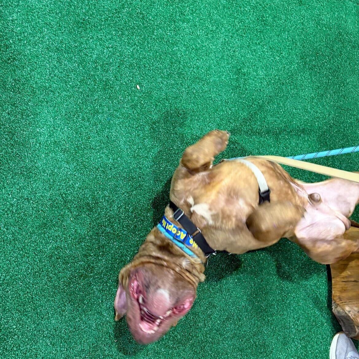 Enlarge Tommy, a ADOPTABLE American Staffordshire Terrier in Conshohocken, PA image 4/6