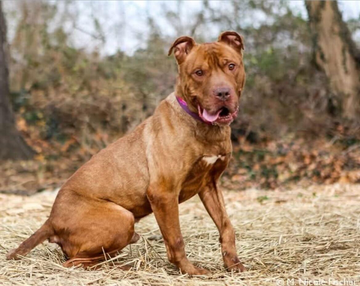 Enlarge Tommy, a ADOPTABLE American Staffordshire Terrier in Conshohocken, PA image 2/6