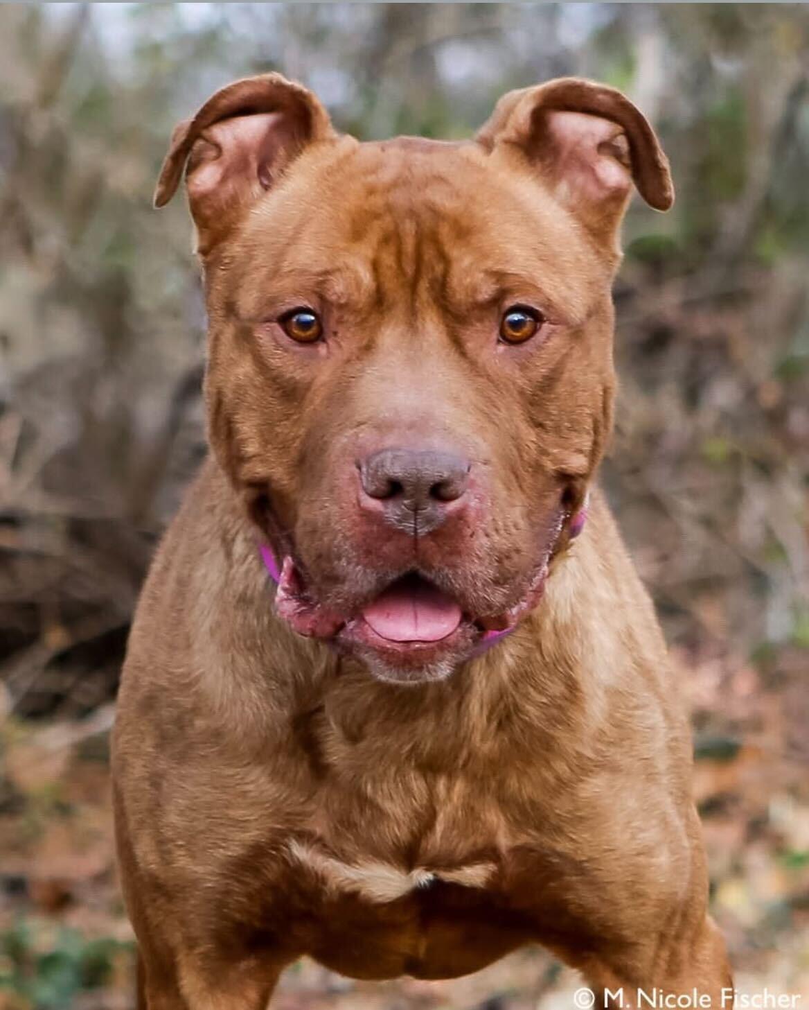 Enlarge Tommy, a ADOPTABLE American Staffordshire Terrier in Conshohocken, PA image 1/6