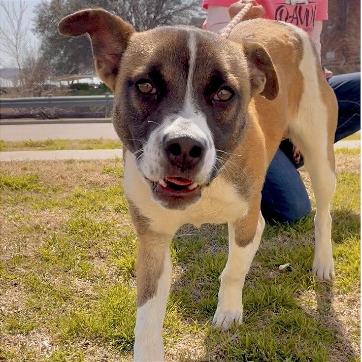 Wheeler, Adoptable, Adult Male Shepherd.