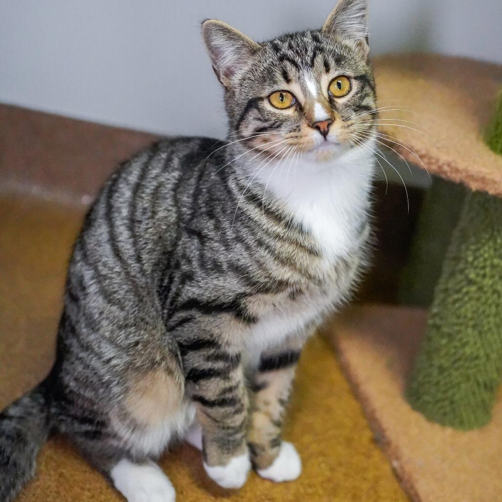 Mitts, Adoptable, Kitten Male Domestic Short Hair.