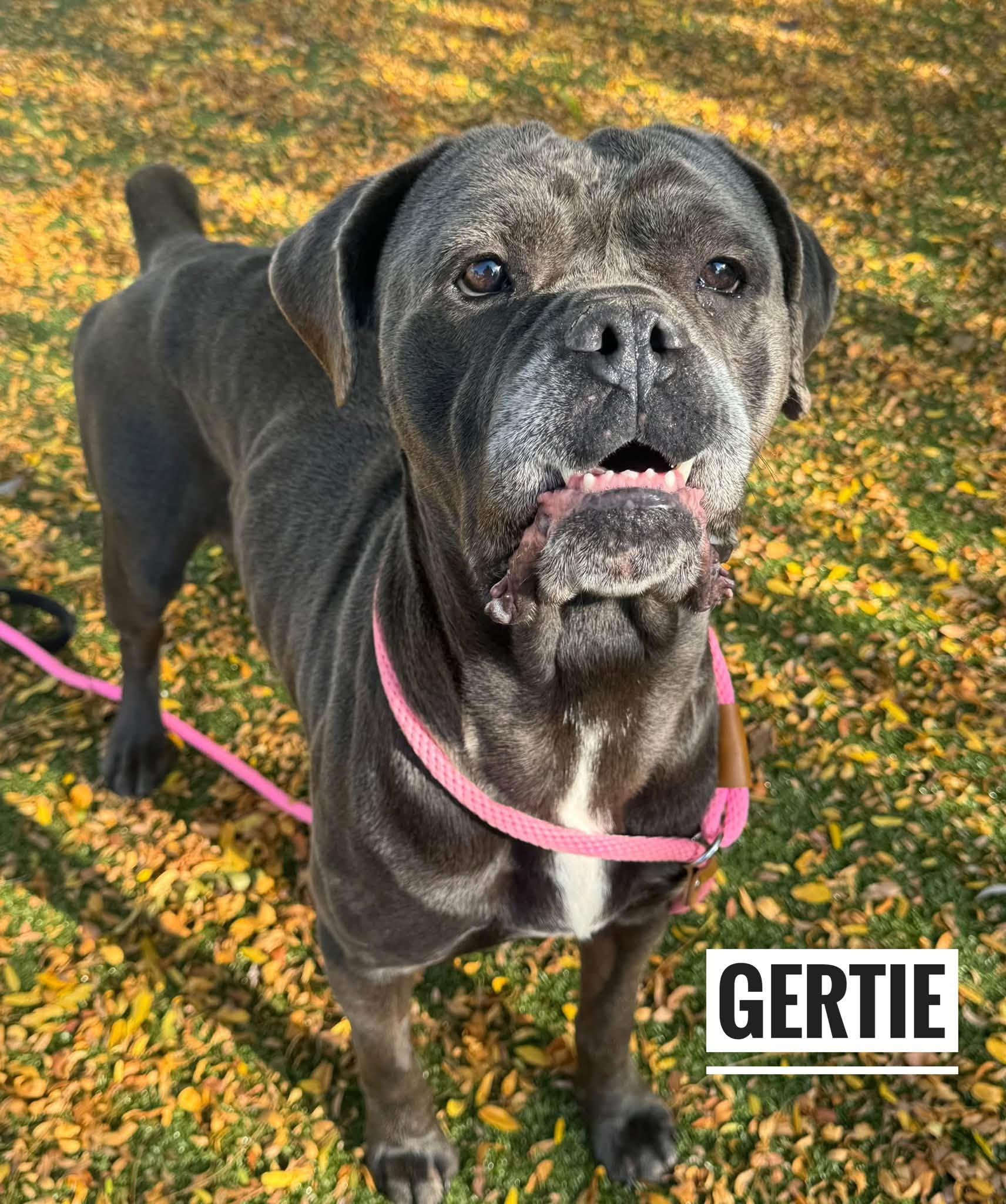 Gertie, Adoptable, Senior Female Mastiff.