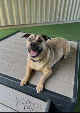 Enlarge Subway, a Adoptable mixed breed in Davis, CA image 1/5