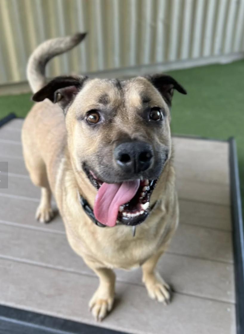 Subway, Adoptable, Adult Male Corgi & Shepherd.