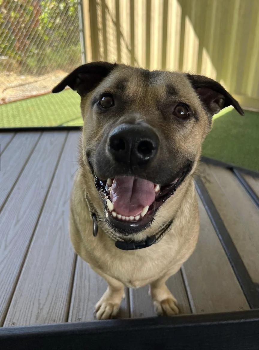 Enlarge Subway, a Adoptable mixed breed in Davis, CA image 3/5