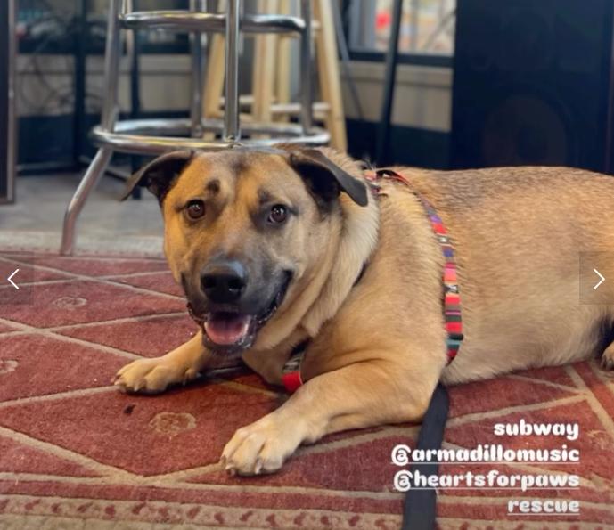 Enlarge Subway, a Adoptable mixed breed in Davis, CA image 4/5