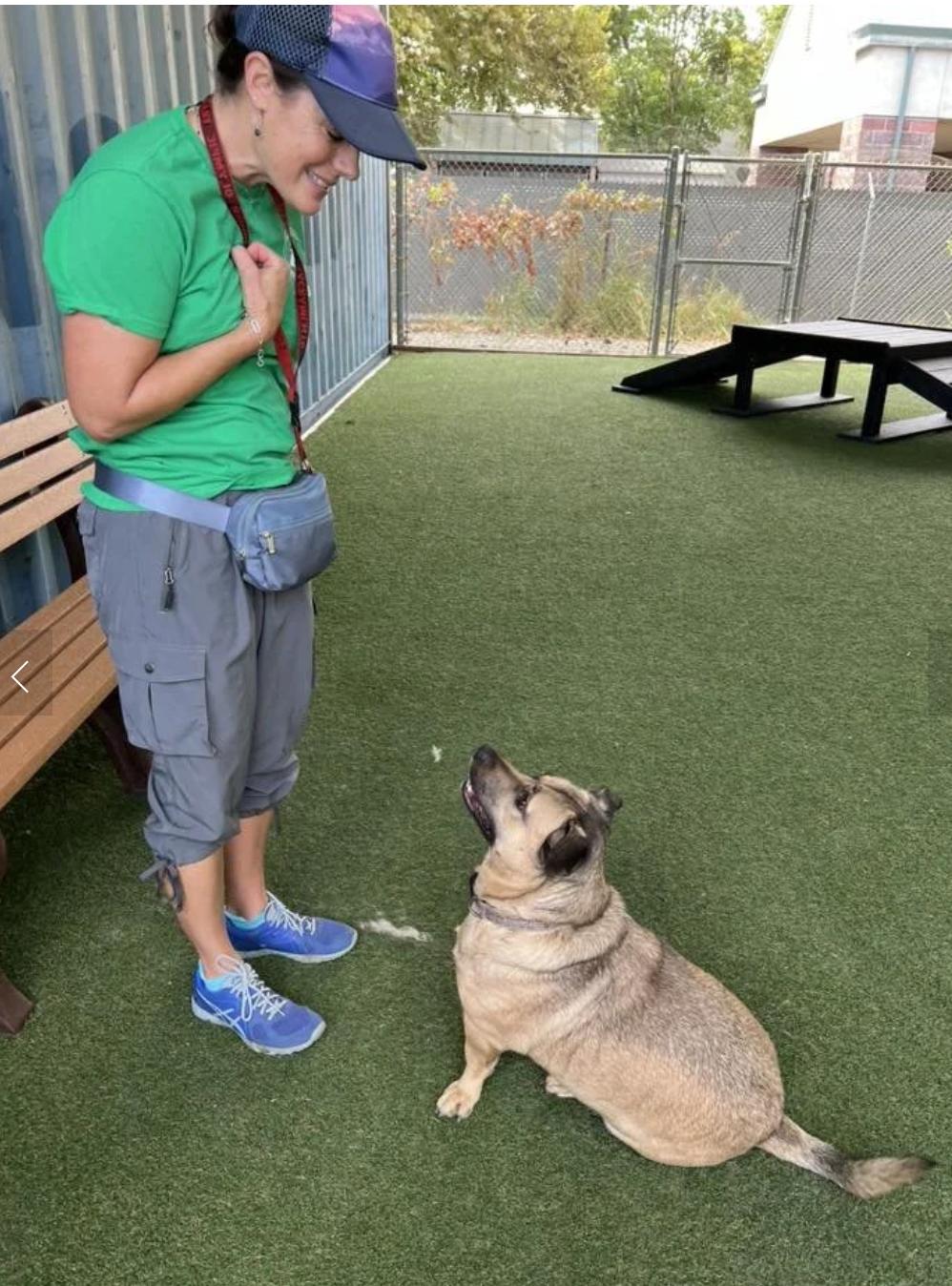 Enlarge Subway, a Adoptable mixed breed in Davis, CA image 5/5