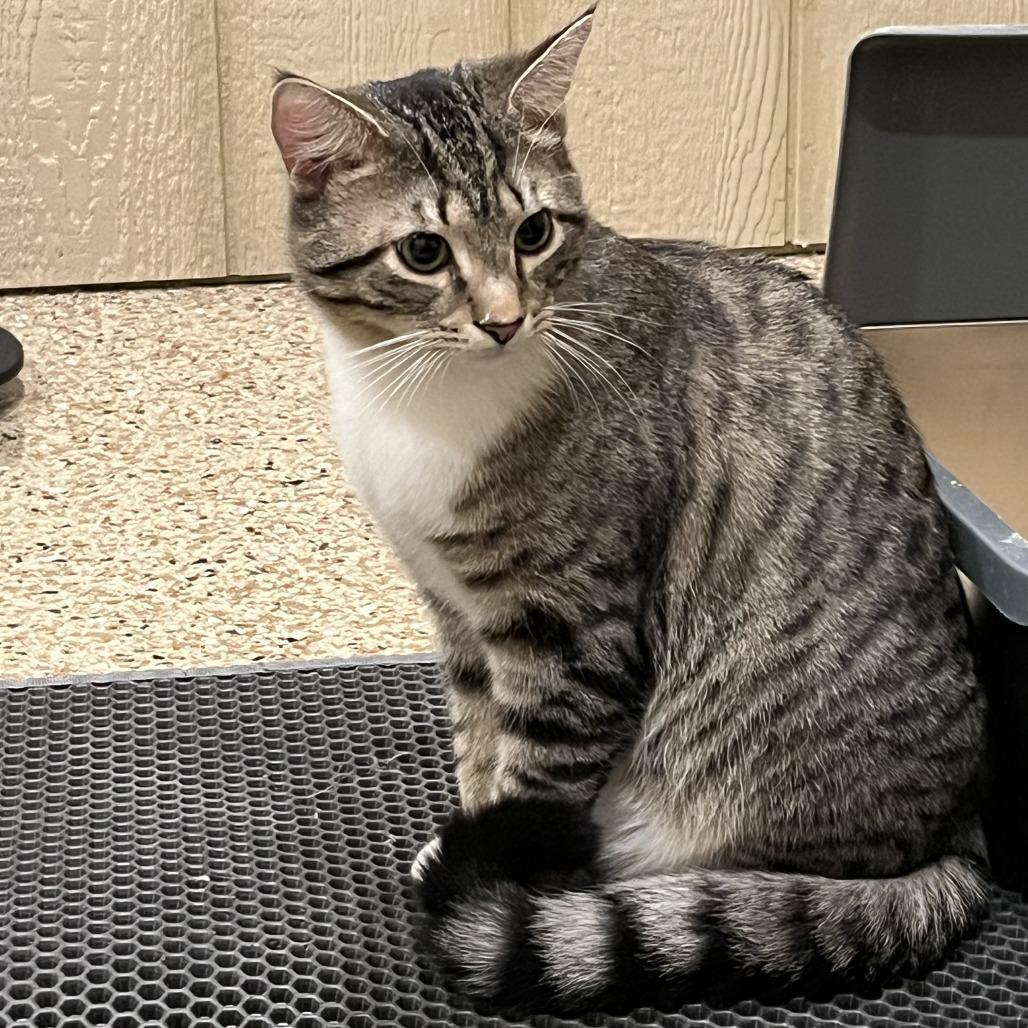 0226-01 Pickles, Adoptable, Adult Male Domestic Short Hair.