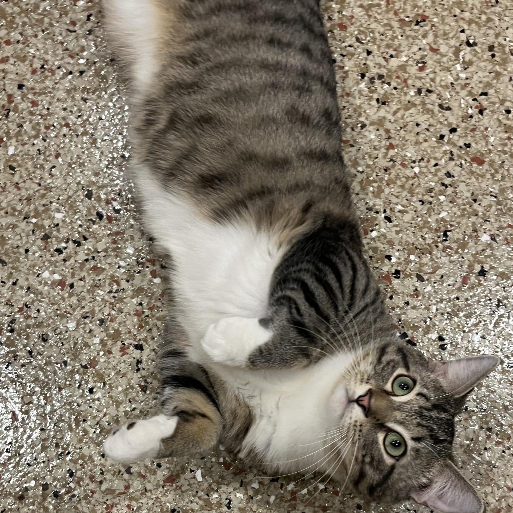 Enlarge 0226-01 Pickles, a Adoptable Domestic Short Hair in Abingdon, MD image 2/2