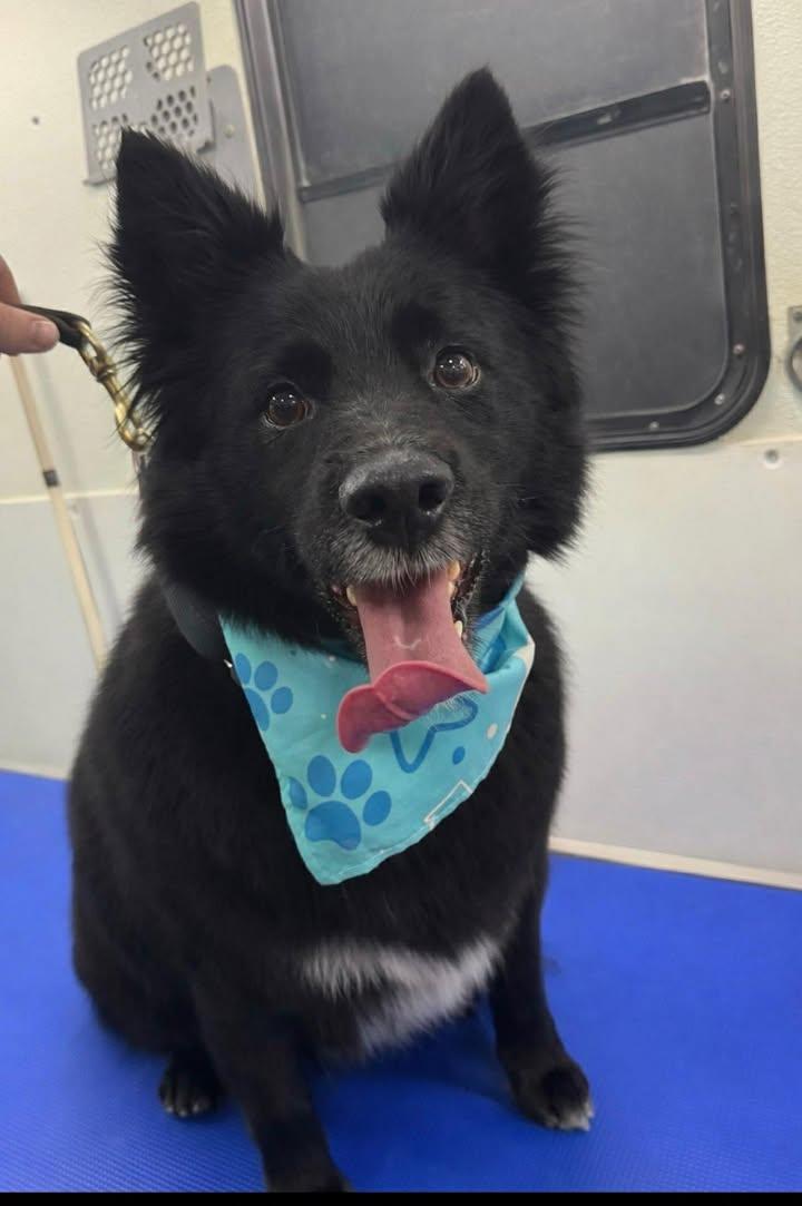 Enlarge Bear, a Adoptable Border Collie in Elk, WA image 1/5