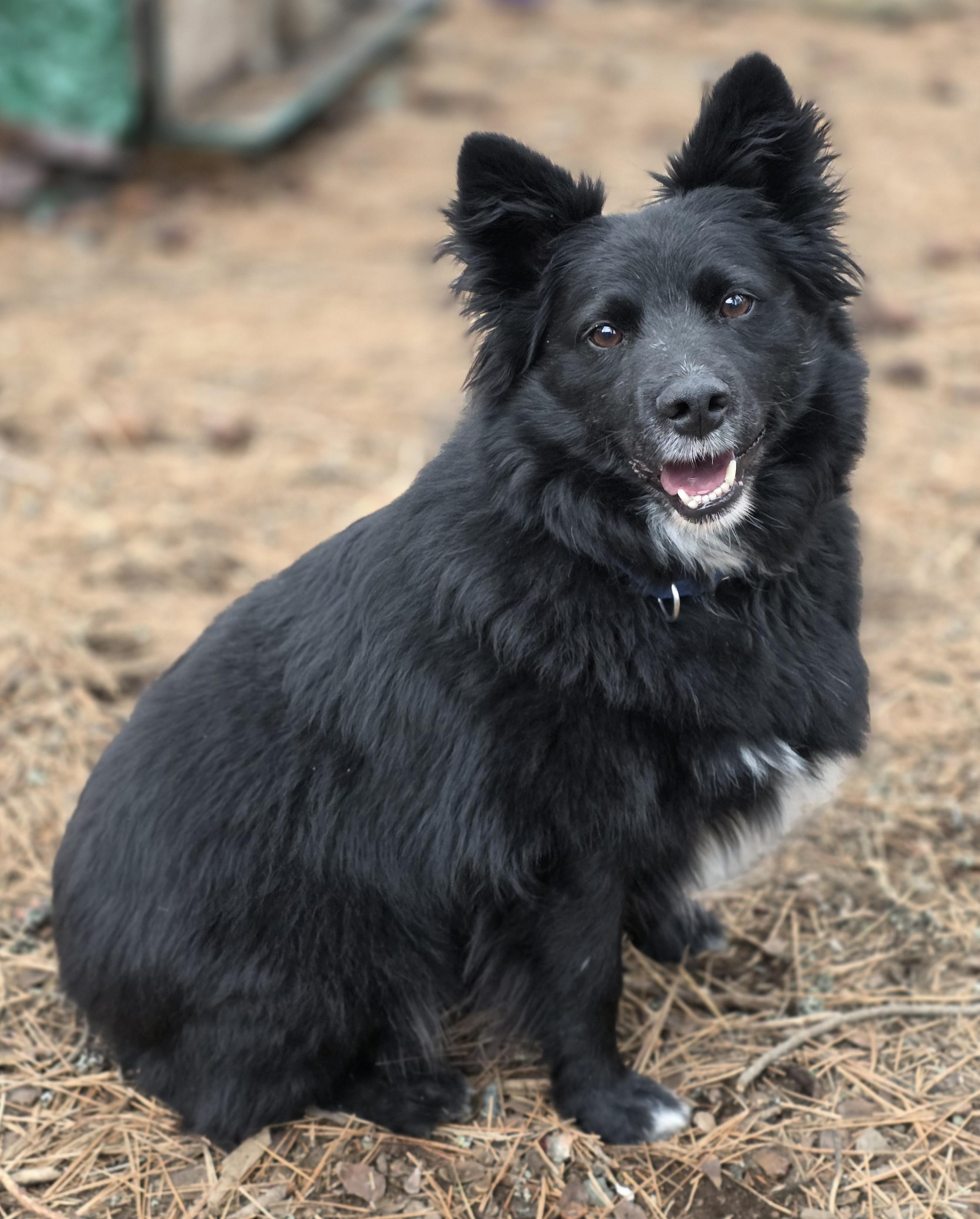 Enlarge Bear, a Adoptable Border Collie in Elk, WA image 4/5