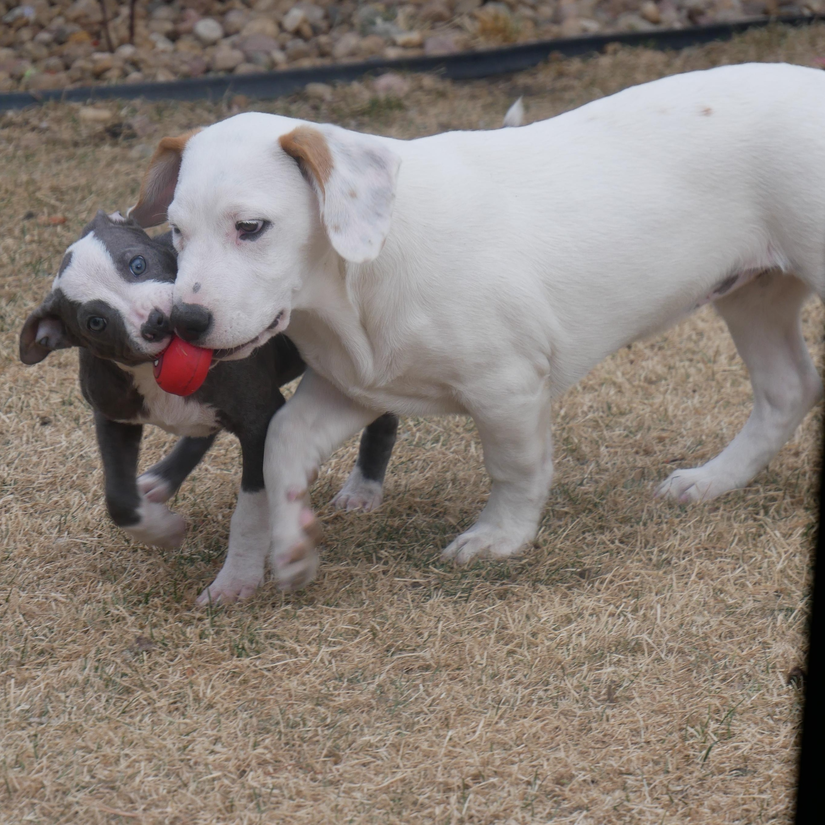 Enlarge Madame, an adopted mixed breed in Parker, CO image 1/3