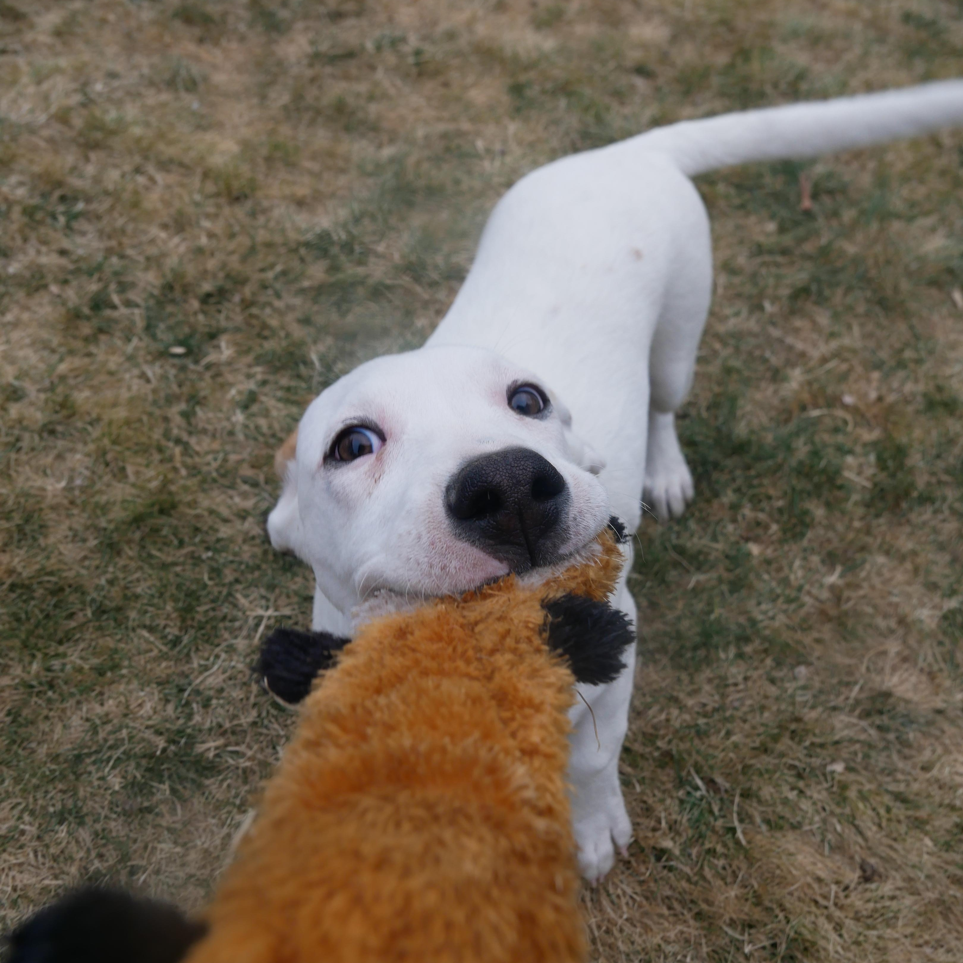 Enlarge Madame, an adopted mixed breed in Parker, CO image 3/3