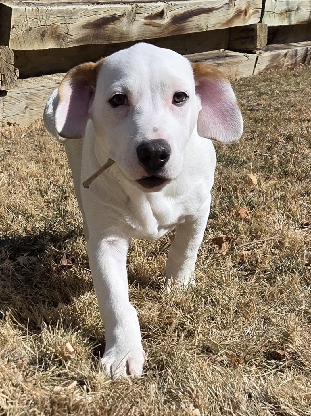 Enlarge Madame, a ADOPTABLE mixed breed in Parker, CO image 1/1