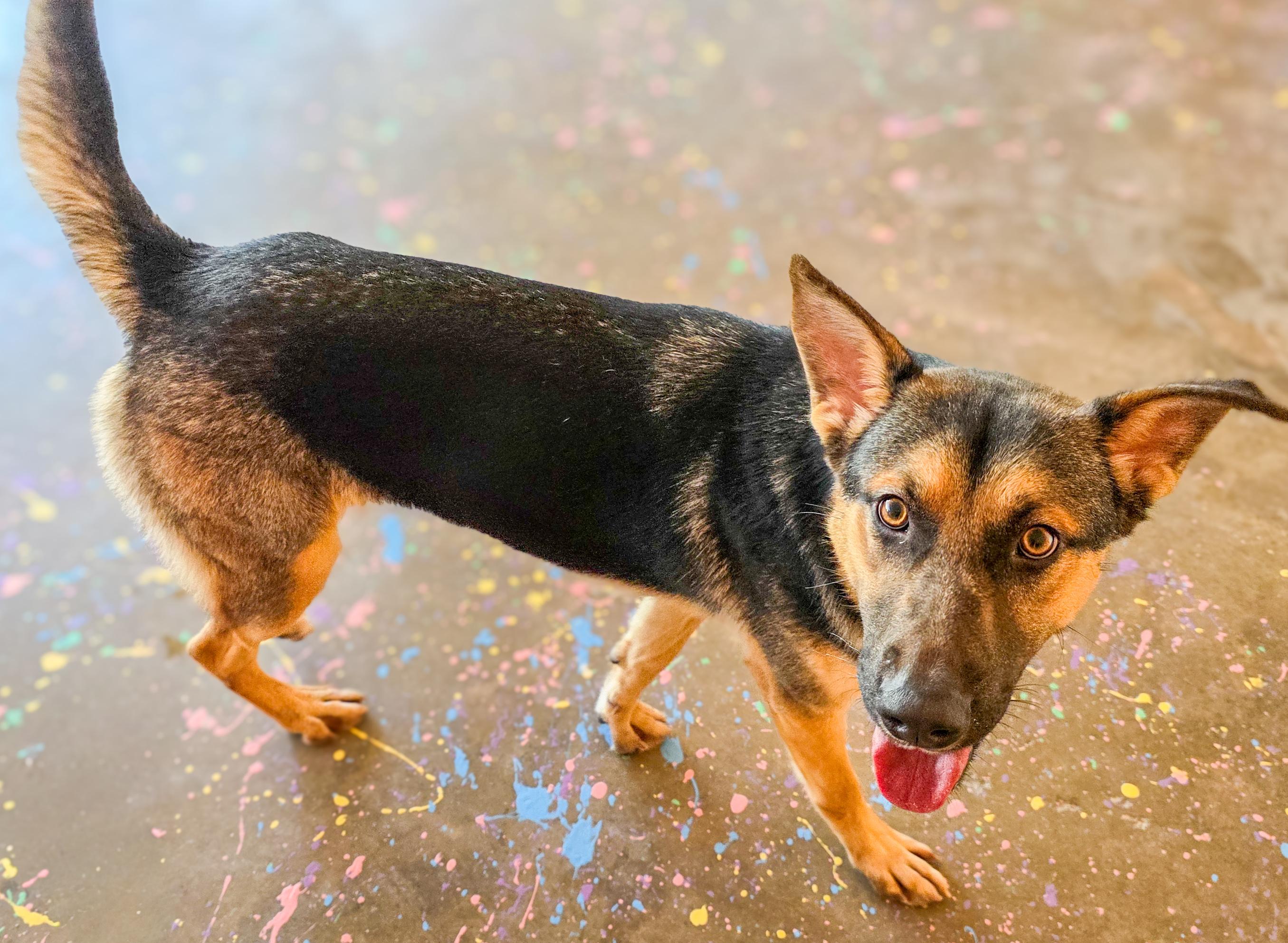 Enlarge Gizelle, a Adoptable mixed breed in Breckenridge, CO image 5/6