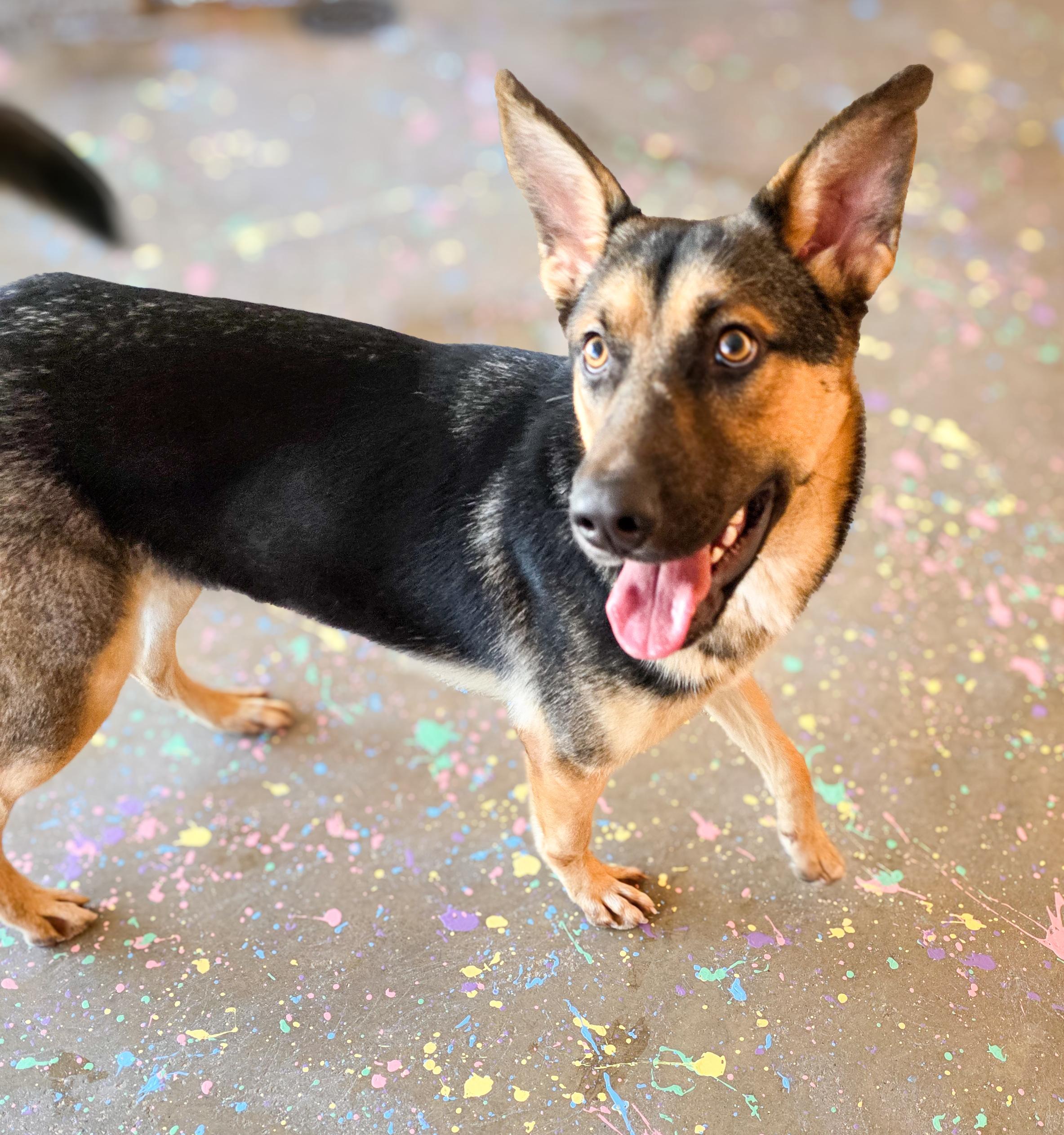 Enlarge Gizelle, a Adoptable mixed breed in Breckenridge, CO image 2/6