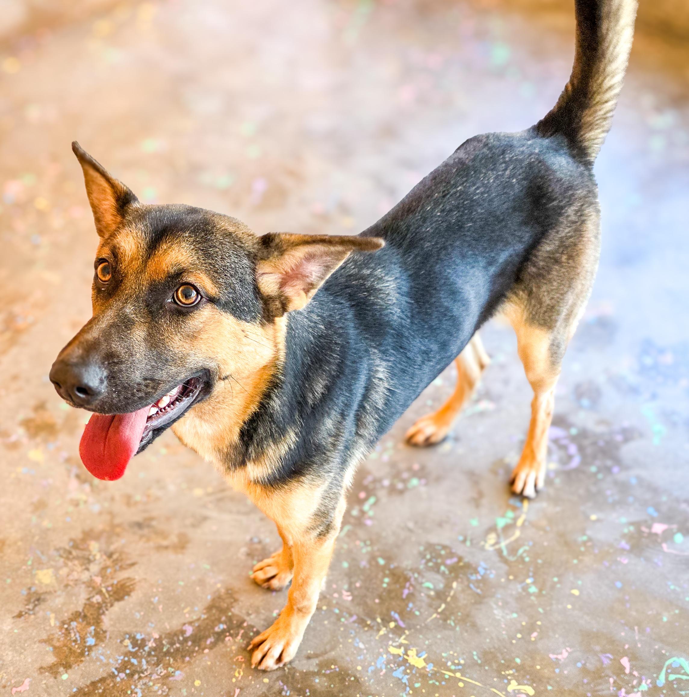 Enlarge Gizelle, a Adoptable mixed breed in Breckenridge, CO image 6/6