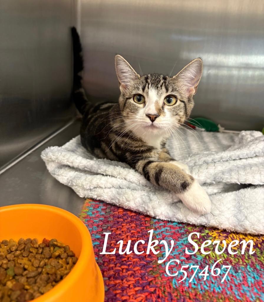 Enlarge Lucky Seven, a Adoptable mixed breed in Clarksville, TN image 2/2