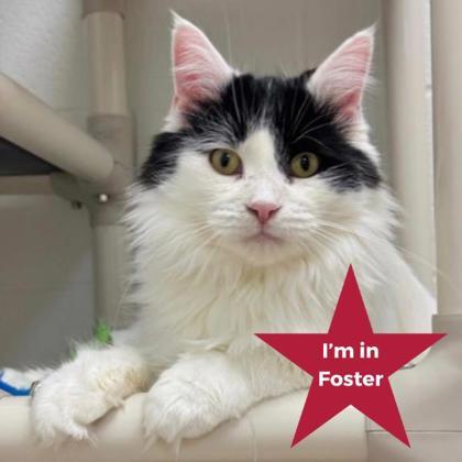 Enlarge Kory, a ADOPTABLE Domestic Long Hair in Traverse City, MI image 1/5