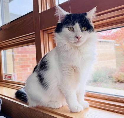 Enlarge Kory, a ADOPTABLE Domestic Long Hair in Traverse City, MI image 5/5