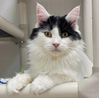 Enlarge Kory, a ADOPTABLE Domestic Long Hair in Traverse City, MI image 4/5