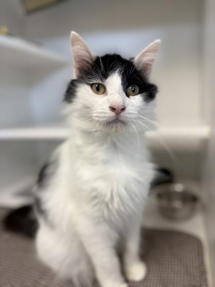 Enlarge Kory, a ADOPTABLE Domestic Long Hair in Traverse City, MI image 3/5