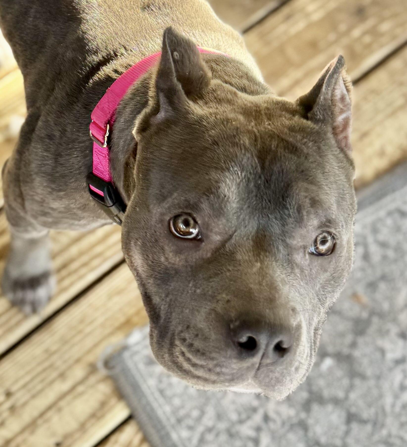 Enlarge May, a Adoptable American Bully in Austin, TX image 2/4