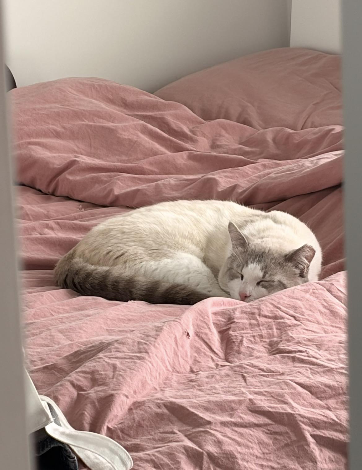 Jay, an adopted Domestic Short Hair in Toronto, ON image 3/3