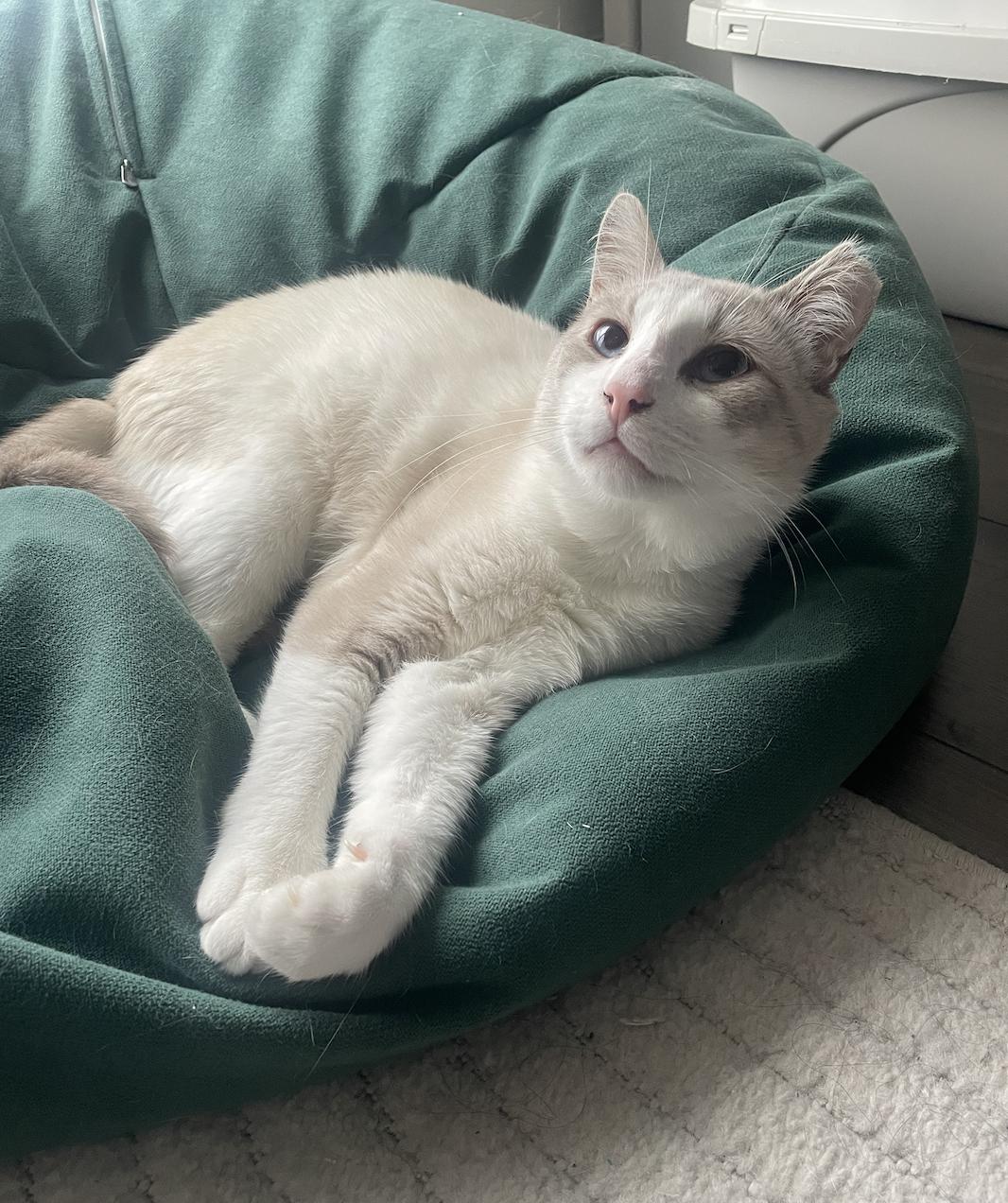 Jay, an adopted Domestic Short Hair in Toronto, ON image 1/3