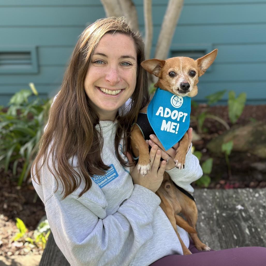 Enlarge Chocolate Chunk, a Adoptable Chihuahua in Pacific Grove, CA image 1/5