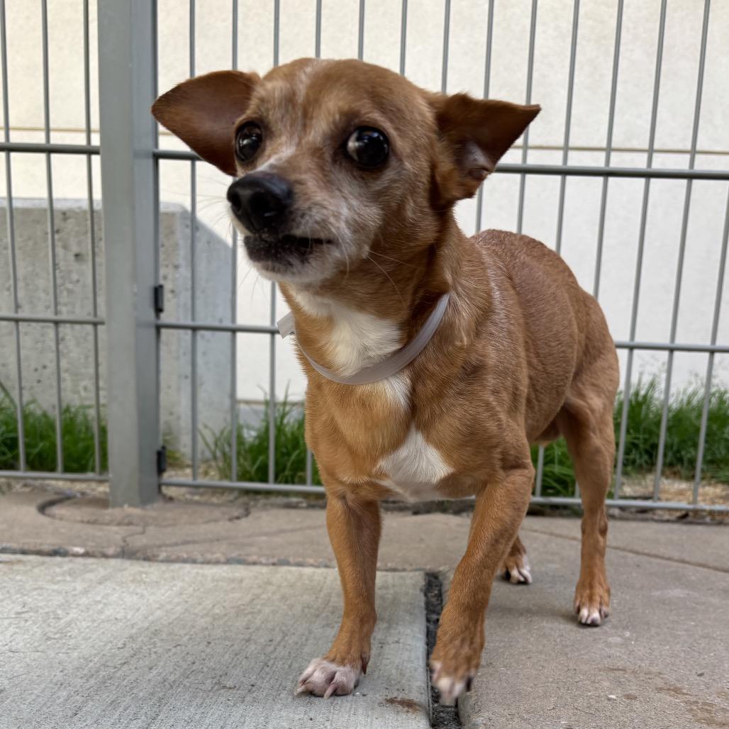 Enlarge Chocolate Chunk, a Adoptable Chihuahua in Pacific Grove, CA image 2/5
