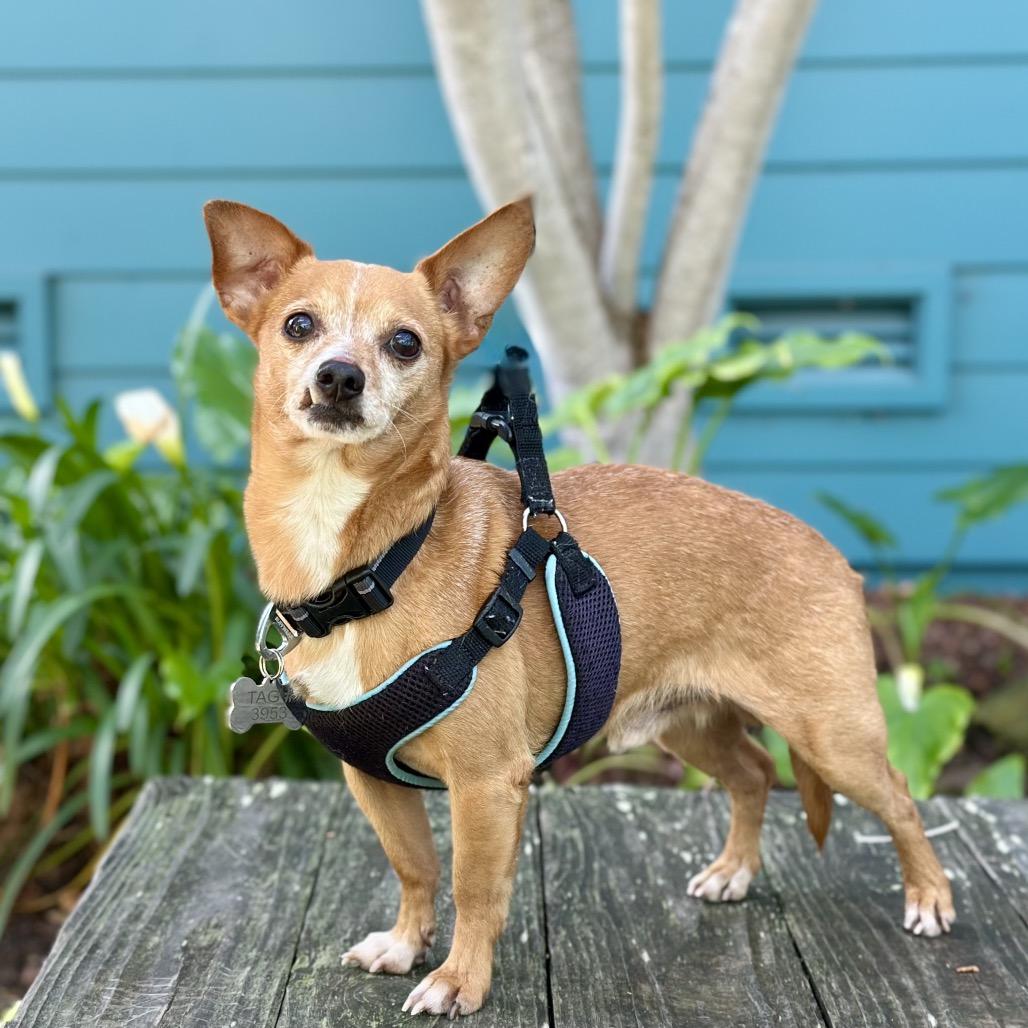 Enlarge Chocolate Chunk, a Adoptable Chihuahua in Pacific Grove, CA image 3/5