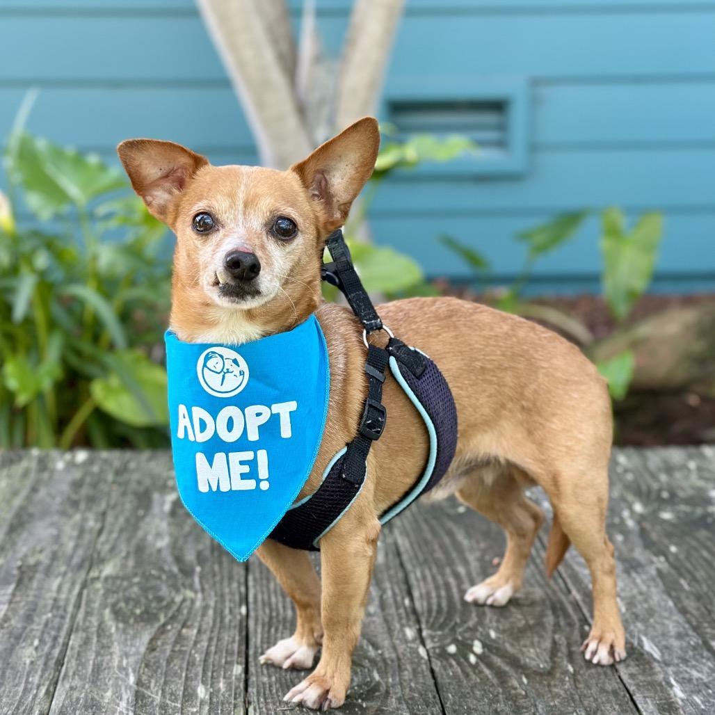 Enlarge Chocolate Chunk, a Adoptable Chihuahua in Pacific Grove, CA image 4/5
