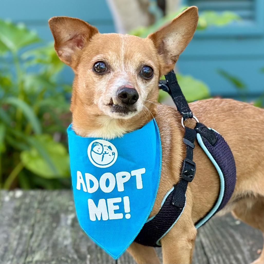 Enlarge Chocolate Chunk, a Adoptable Chihuahua in Pacific Grove, CA image 5/5