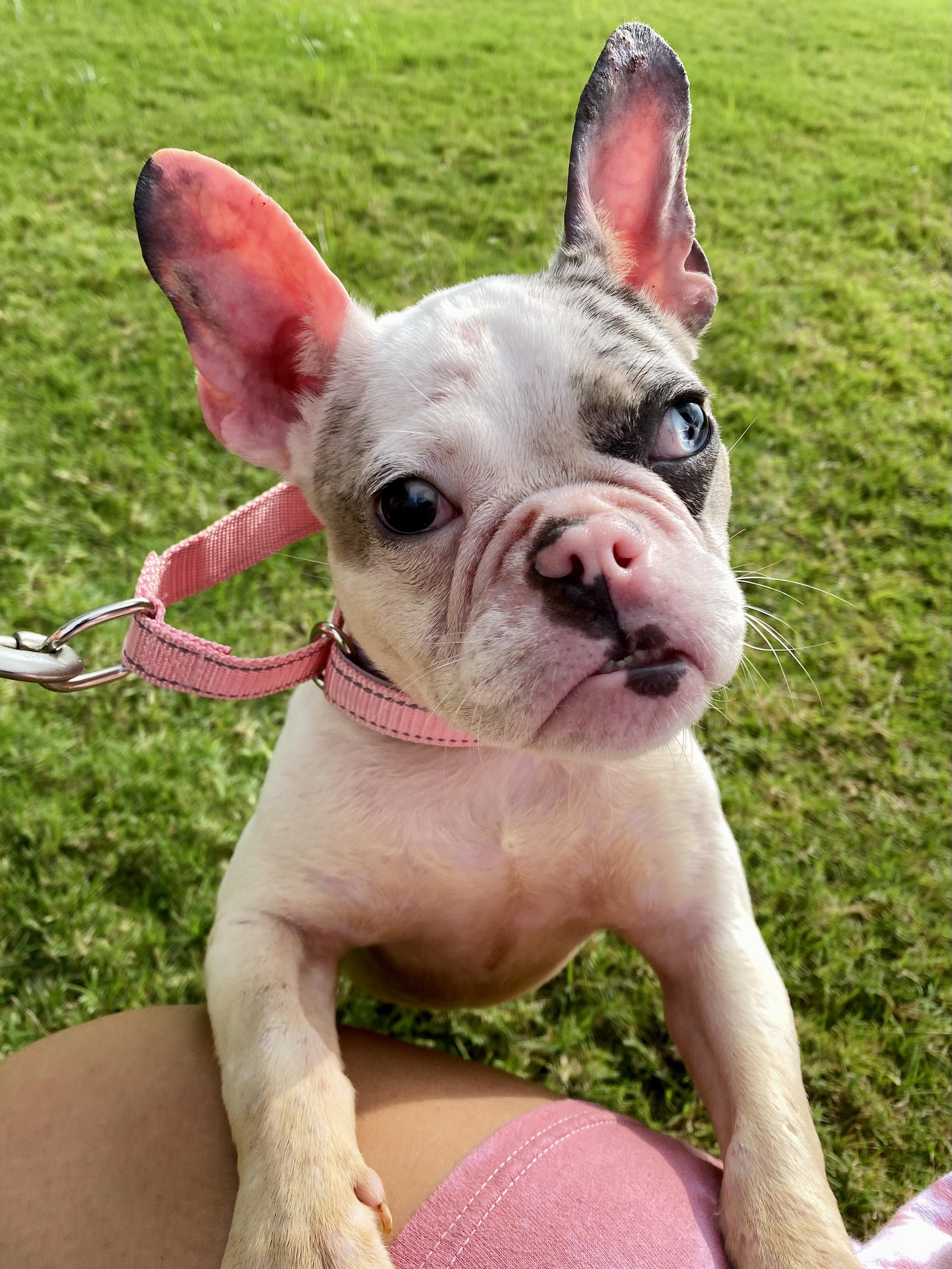 Pua