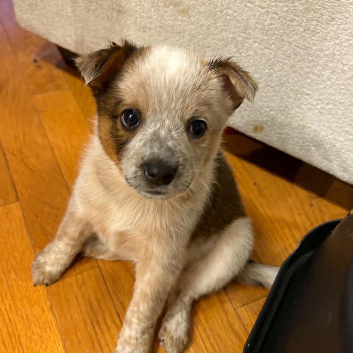 Enlarge Captain Morgan, a Adoptable mixed breed in Normal, IL image 6/6