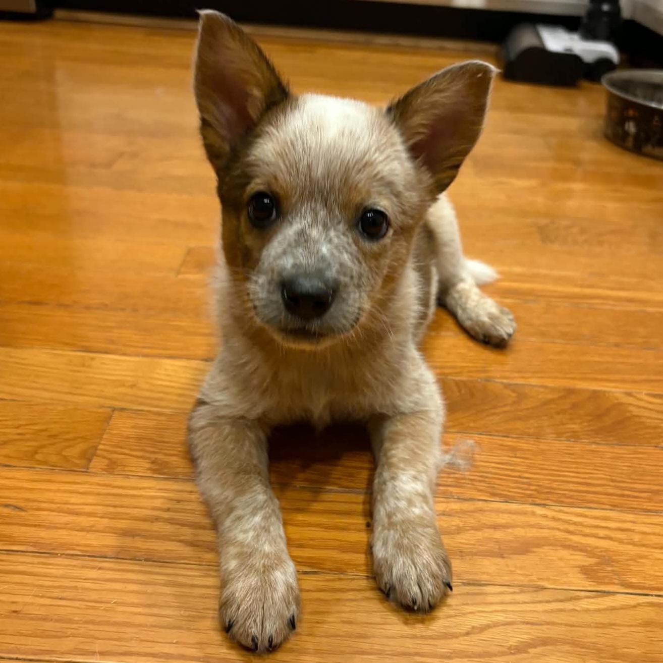 Enlarge Captain Morgan, a Adoptable mixed breed in Normal, IL image 2/6