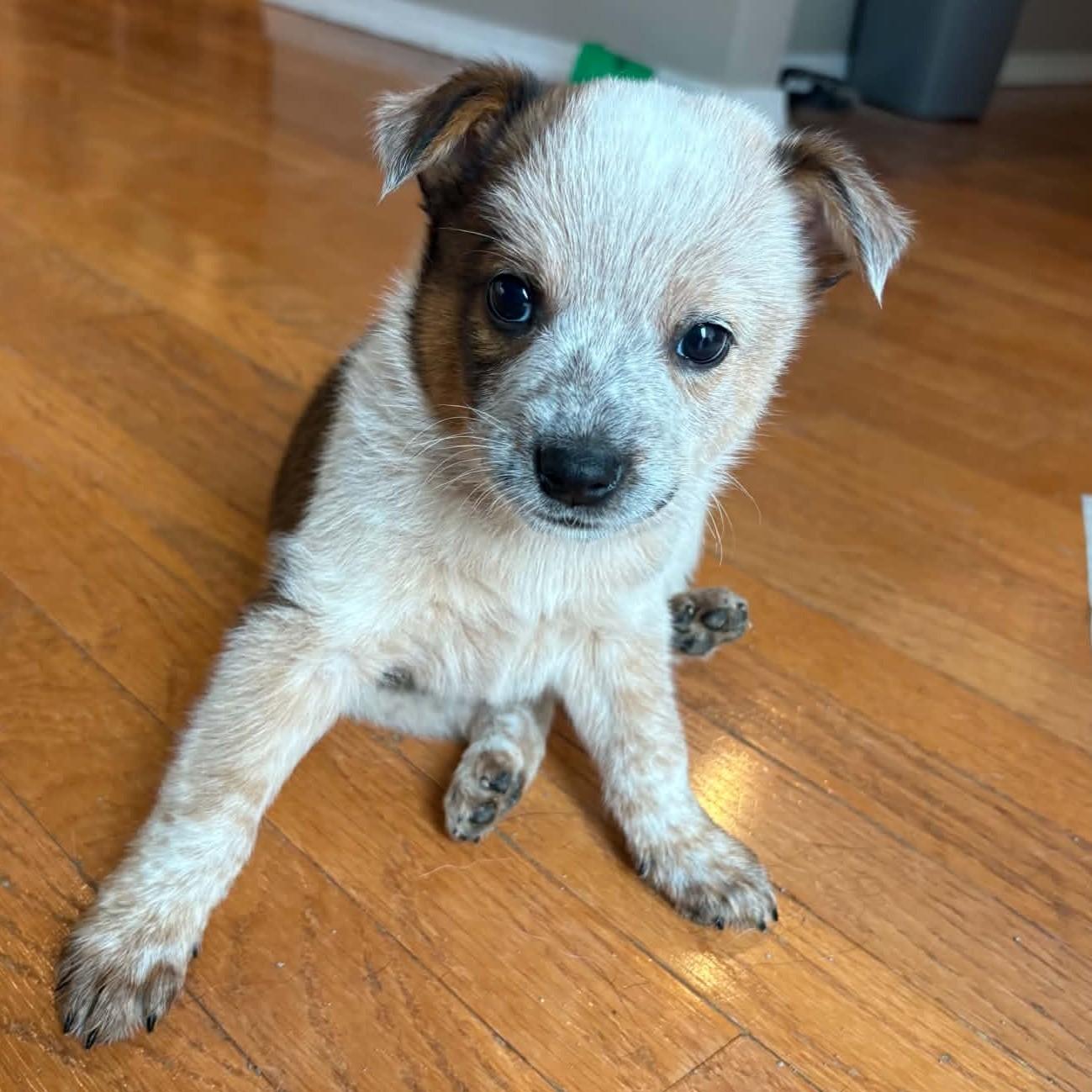 Enlarge Captain Morgan, a Adoptable mixed breed in Normal, IL image 5/6