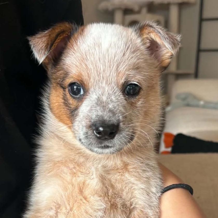 Enlarge Captain Morgan, a Adoptable mixed breed in Normal, IL image 4/6