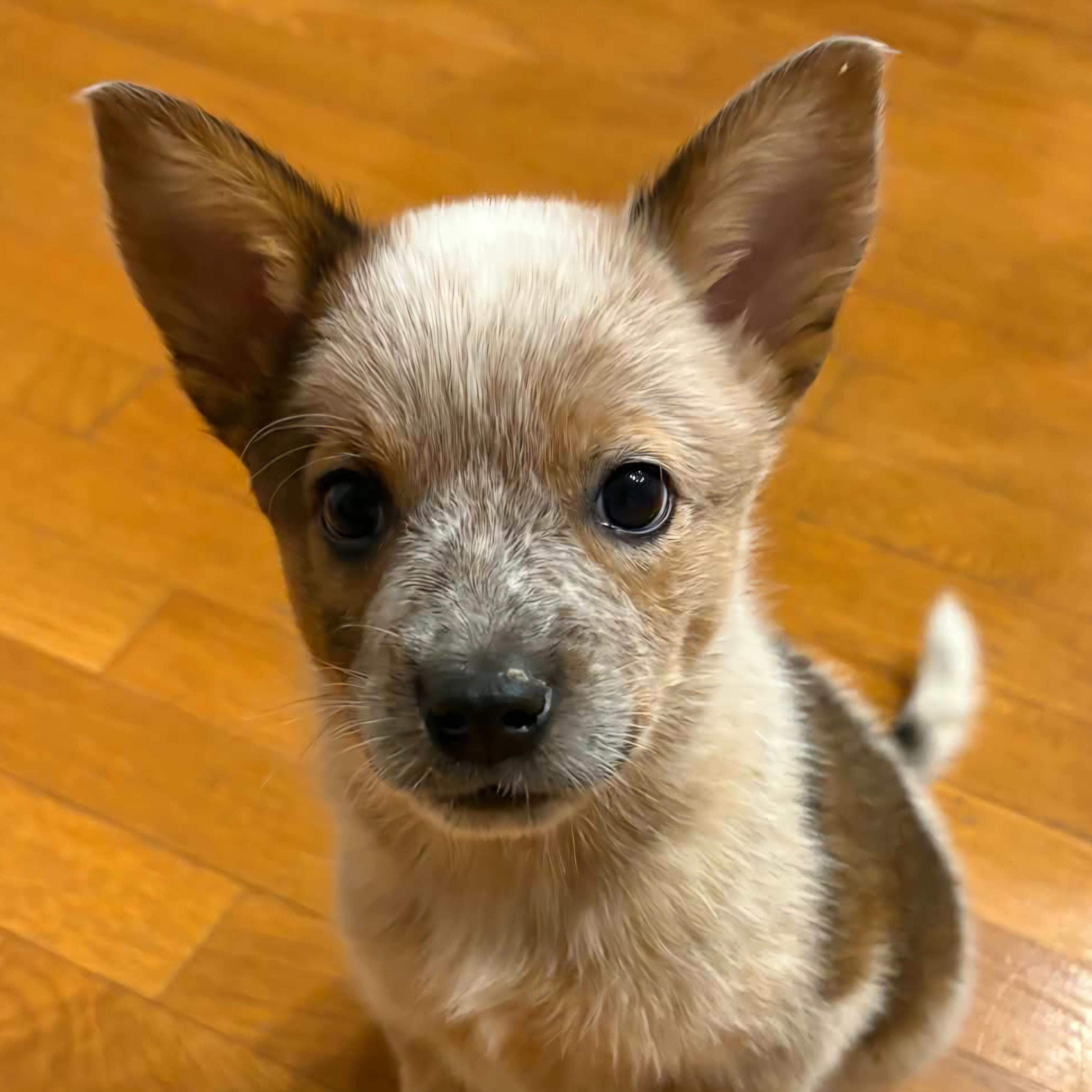 Captain Morgan, Adoptable, Puppy Male Australian Cattle Dog / Blue Heeler & Mixed Breed.