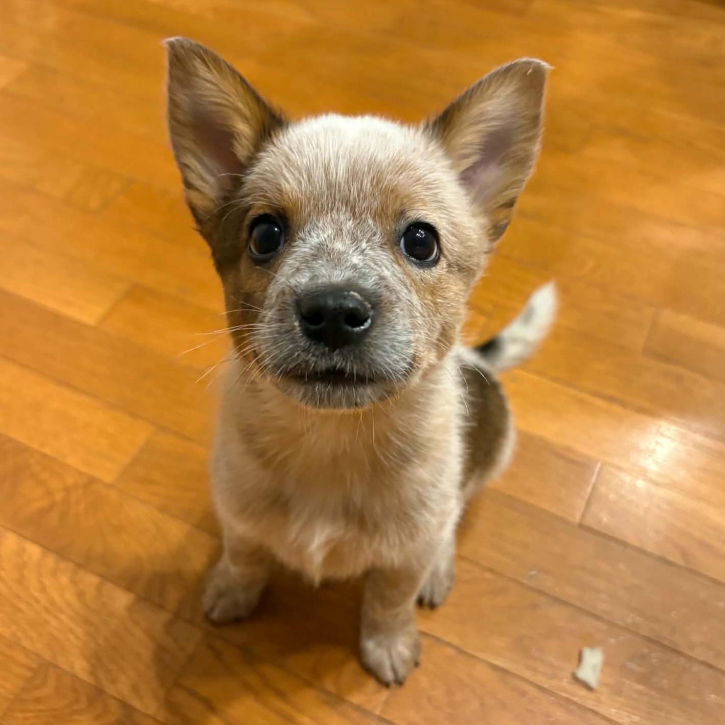 Enlarge Captain Morgan, a Adoptable mixed breed in Normal, IL image 3/6