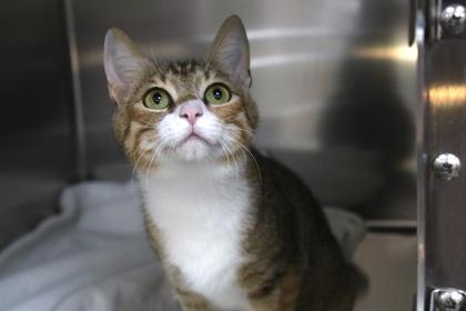 Enlarge Gladys, a Adoptable mixed breed in Brunswick, GA image 1/1