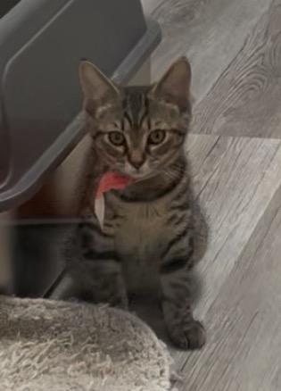 Dottie, Adoptable, Young Female Domestic Short Hair.