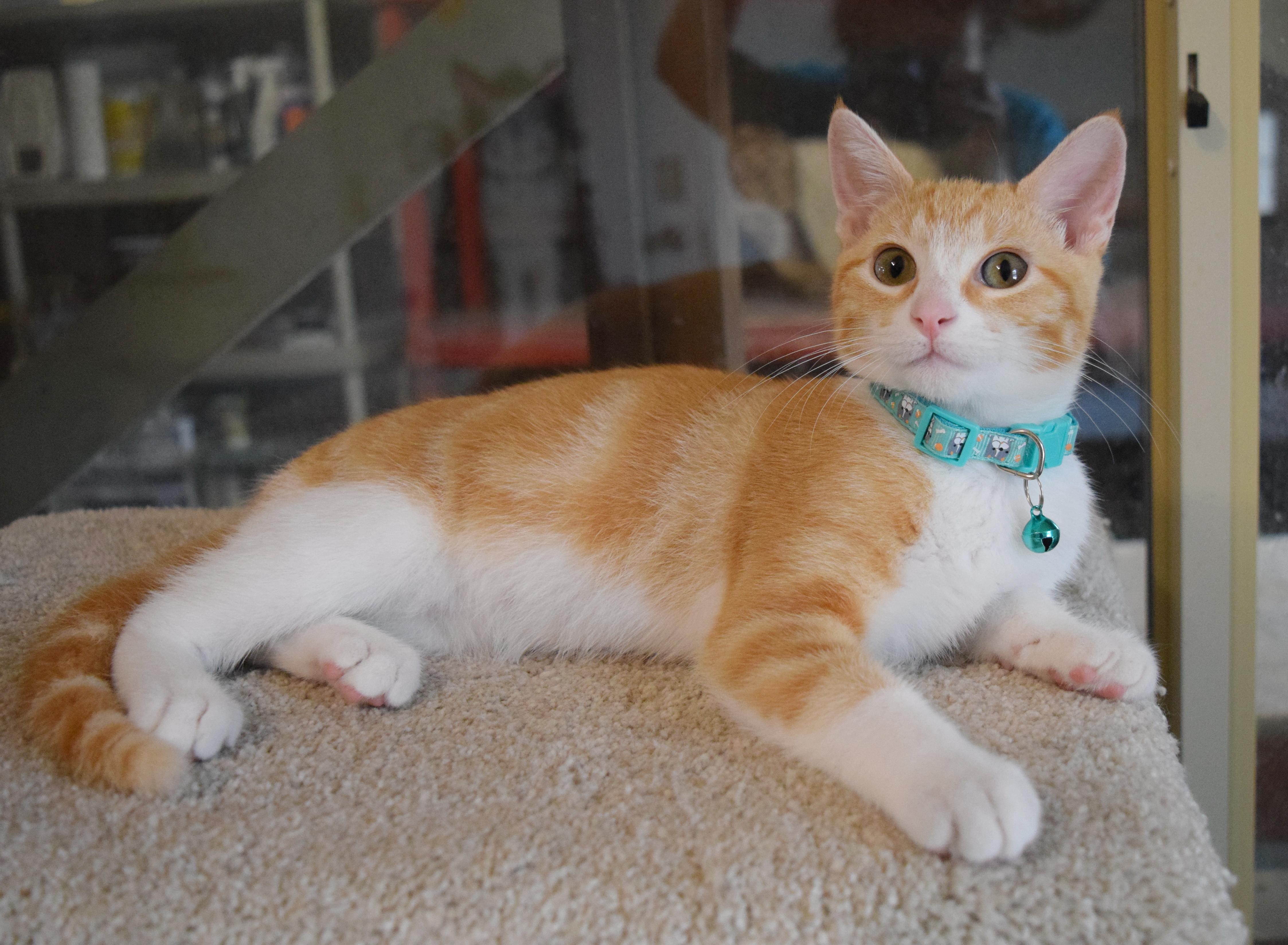Enlarge Tulsa, an adopted mixed breed in Bulverde, TX image 2/6