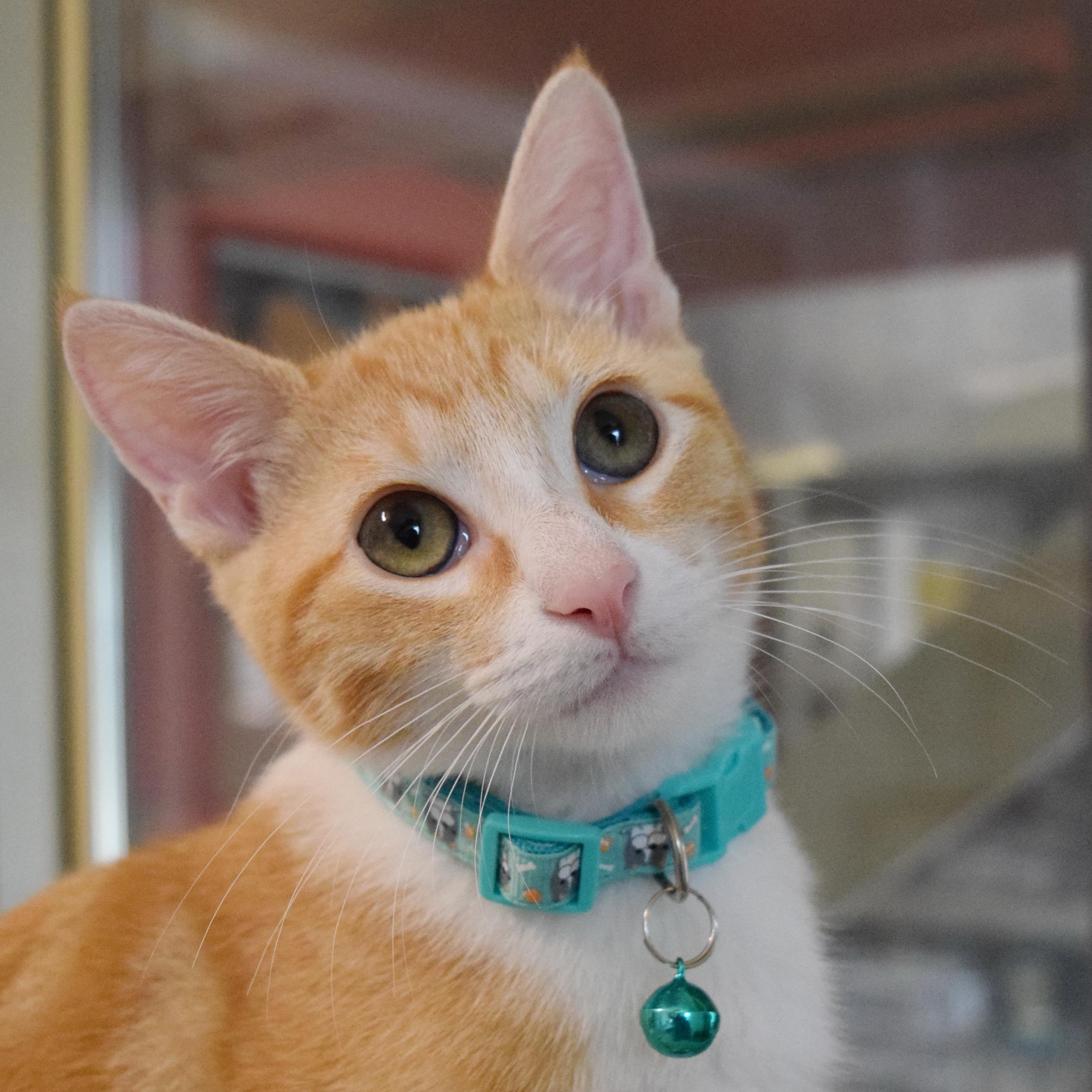 Enlarge Tulsa, an adopted mixed breed in Bulverde, TX image 5/6