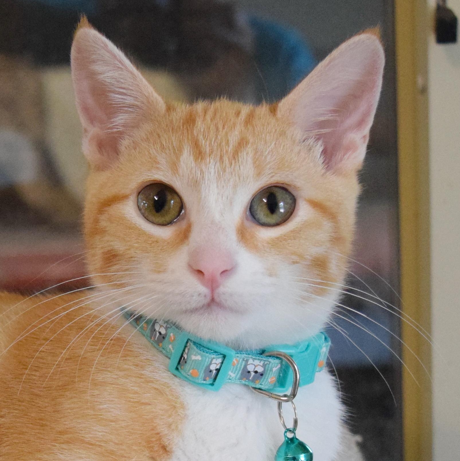 Tulsa, adopted, Kitten Male Domestic Short Hair.